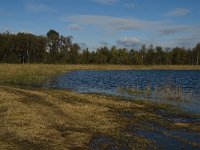 NL, Limburg, Nederweert, In den Vloed 20, Saxifraga-Jan van der Straaten